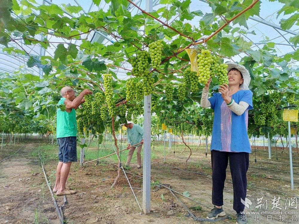 西王村陽光玫瑰葡萄園。通訊員 程愛華 攝.jpg.jpg