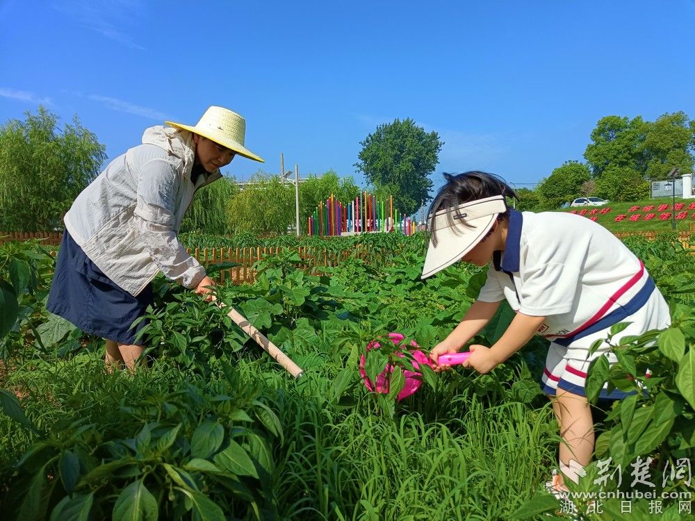 市民帶孩子在共享菜園里鋤草、澆水。通訊員 程愛華 攝.jpg.jpg